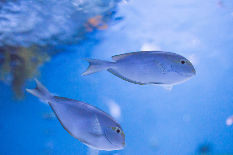 Illustration for article titled Monterey Bay Aquarium